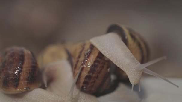 De nombreux escargots se rapprochent de la ferme. Culture industrielle d'escargots. Escargots nicheurs. — Video