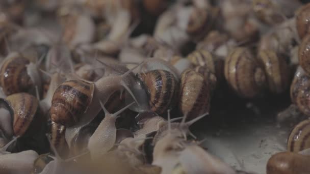 Le processus de croissance des escargots. Il y a beaucoup d'escargots à la ferme. Escargots à la ferme gros plan. Ferme d'escargots. — Video