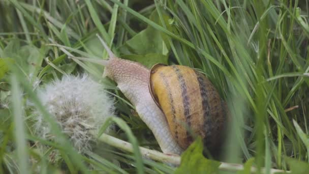 Csiga a fűben egy pitypangon. Helix Aspersa csiga a fűben közelkép. Gyönyörű csiga a fűben közelkép