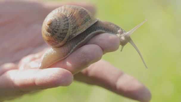 一只蜗牛在一只手的特写镜头。一只蜗牛在人的手上。指甲在手上爬行 — 图库视频影像