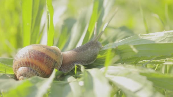 閉じるカタツムリ。緑の草の上のカタツムリのクローズアップ。カタツムリ農場。Helix Aspersa Maxima in vivo — ストック動画