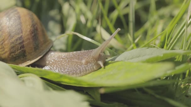 草の中のカタツムリのクロールアップ。草の中でカタツムリ。草の中にHelix Aspersaカタツムリのクローズアップ。草の中の美しいカタツムリのクローズアップ — ストック動画