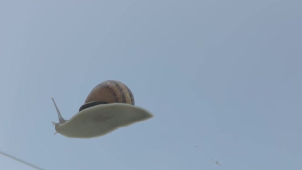 Escargots rampant sur du verre contre un ciel bleu. Escargots sur verre gros plan. Escargots sur verre transparent. — Video