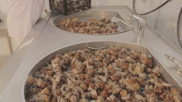 Kozmetik bilimi için sümük özü. Sümük çıkarmadan önce salyangoz yıkıyorum. Salyangoz çiftliğinde sümük özü.. — Stok video