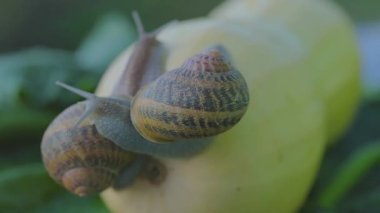 Sebze iliğine yakın plan salyangoz. Bahçedeki salyangoz. Doğal ortamında salyangoz. Salyangoz çiftliği.