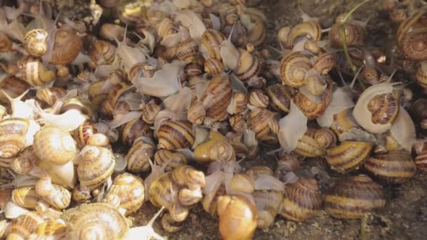 蜗牛特写。农场里的蜗牛特写镜头。以蜗牛为食的工业化耕作 — 图库视频影像