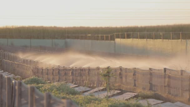 Innaffiatura in un allevamento di lumache. Irrigazione di lumache con acqua in azienda. Creare un microclima per le lumache — Video Stock