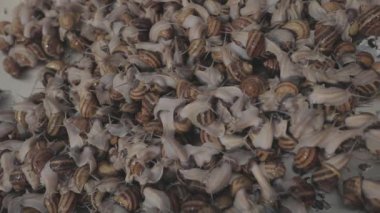 Çiftlikte bir sürü salyangoz var. Endüstriyel salyangoz yetiştirme. Salyangoz yetiştiriyor..