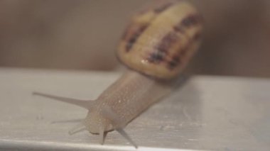 Salyangoz yakın plan. Salyangoz çiftliği. Büyüyen Helix Aspersa Maxima