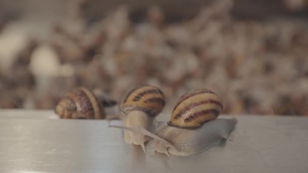 Wiele ślimaków zbliżyło się na farmie. Przemysłowa uprawa ślimaków. Ślimaki hodowlane. — Wideo stockowe
