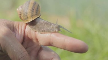 Yakından bir salyangoz. Erkeklerin elindeki bir salyangoz. Elinde sürünen bir salyangoz.