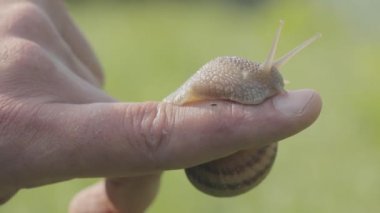 Yakından bir salyangoz. Erkeklerin elindeki bir salyangoz. Elinde sürünen bir salyangoz.
