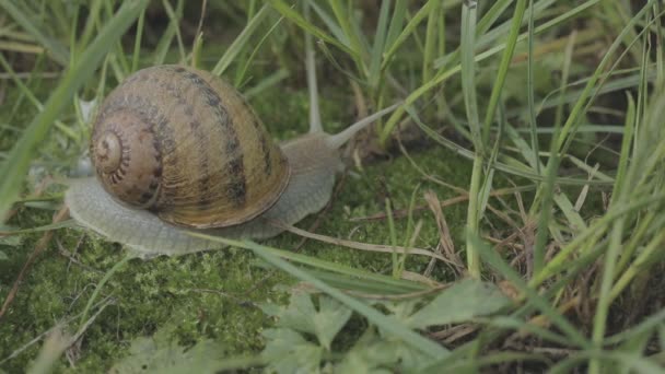 Caracol en la hierba. Helix Aspersa caracol en el primer plano hierba. Hermoso caracol en el primer plano de hierba — Vídeos de Stock