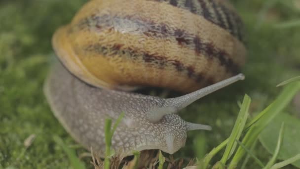 Een slak kruipt in het gras van dichtbij. Slak in het gras. Helix Aspersa slak in het gras close-up. Mooie slak in het gras close-up — Stockvideo