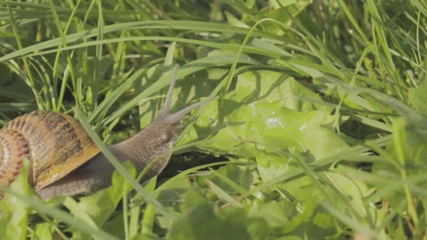 Lumaca nell'erba. Una lumaca striscia nell'erba da vicino. lumaca Helix Aspersa nell'erba primo piano. Bella lumaca nell'erba primo piano — Video Stock