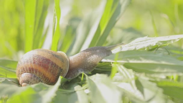 En snigel kryper i gräset närbild. Snigel i gräset. Helix Aspersa snigel i gräset närbild. Vacker snigel i gräset närbild — Stockvideo