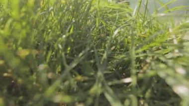 Kamera otların arasında bir hayvan gibi hareket ediyor. Çimenlerde kamera hareketi. Yakın plan.