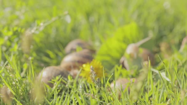 Close-up snail. Snails on the green grass close-up. Snail farm. Helix Aspersa Maxima in vivo — Stock Video