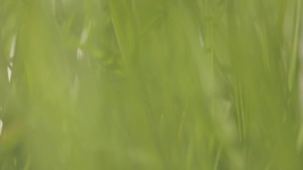 Bewegung im Gras aus nächster Nähe. Die Kamera bewegt sich durch das Gras, grünes Gras in Nahaufnahme. — Stockvideo
