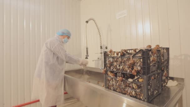 Schnecken vor der Schleimentnahme waschen. Schleimextraktion in einer Schneckenfarm. Extraktion von Schleim für die Kosmetologie. — Stockvideo