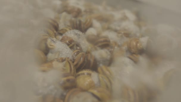 A nyálkahártya leválasztásának folyamata a csigáról. Nyálkahártya-kivonat csigából — Stock videók