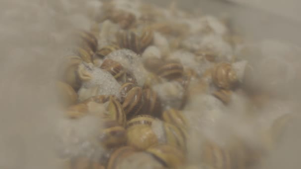 Der Prozess der Isolierung von Schleim aus der Schnecke. Extraktion von Schleim aus Schnecken — Stockvideo