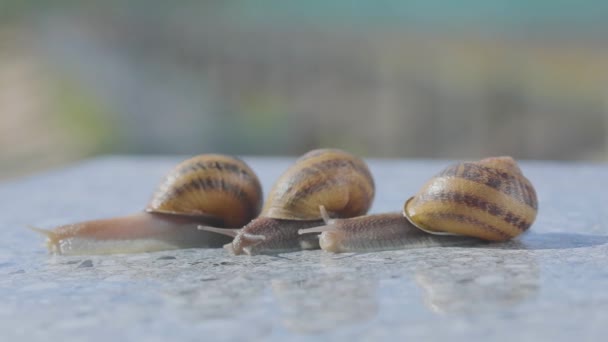 Escargots en gros plan. Beaucoup d'escargots se rapprochent. élevant des escargots à la ferme. Helix aspersa maxima — Video