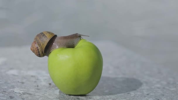 달팽이는 사과 위를 기어다니고 있습니다. 푸른 사과에 손톱을 대 세요. 사과를 클로즈업하면. — 비디오