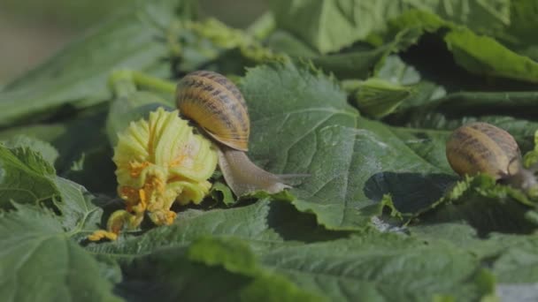 Snigel på en grönsaksmärg närbild. Snigel i trädgården. Snigel i naturlig miljö. Snigelodling. — Stockvideo