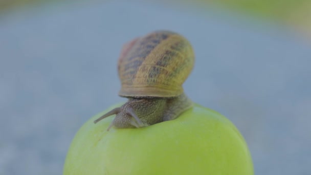 Caracol en un primer plano de manzana. Un caracol se arrastra sobre una manzana. Caracol sobre una manzana verde. — Vídeos de Stock