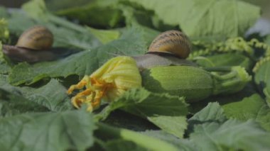 Bahçedeki salyangoz. Salyangoz çiftliği. Sebze iliğine yakın plan salyangoz. Doğal ortamında salyangoz.