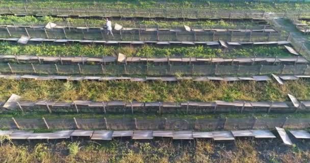 Sorvolando una fattoria di lumache. Chiocciole in crescita all'aperto vista dall'alto. Agricoltura industriale di lumache — Video Stock