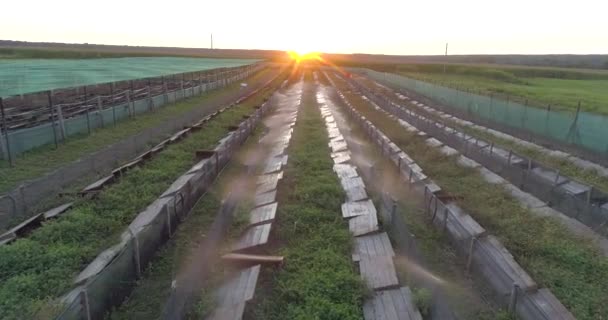 Άρδευση σαλιγκαριών με νερό στο αγρόκτημα από αέρος. Διαδικασία ποτίσματος σε φάρμα σαλιγκαριών από ψηλά. Δημιουργία μικροκλίματος για τα σαλιγκάρια — Αρχείο Βίντεο