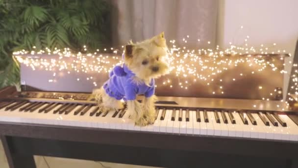 Yorkshire Terrier playing synthesizer. Yorkshire Terrier in Christmas interior — Stock Video