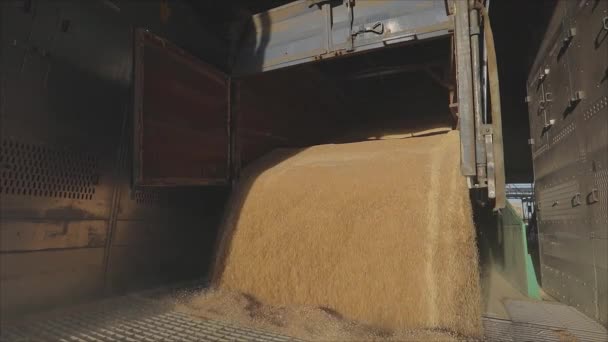 Склад з пшеницею. Завантаження пшениці на склад повільний рух — стокове відео