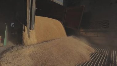 Depoda bir sürü buğday var. Bir kamyondan ambara buğday boşaltıyorum.