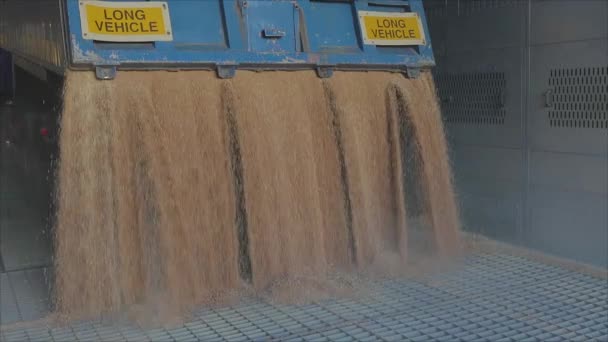 Slow motion frame of a wheat fall close-up. Harvesting wheat. Pouring wheat from a truck to a warehouse. — Stock Video