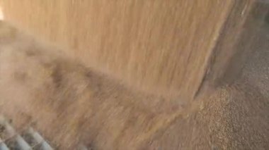 Depoda buğday var. Buğday Hasadı, Buğday Deposu