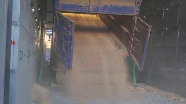 Descargando trigo de un camión. Descargando trigo a la cámara lenta del almacén. Descarga de granos — Vídeos de Stock