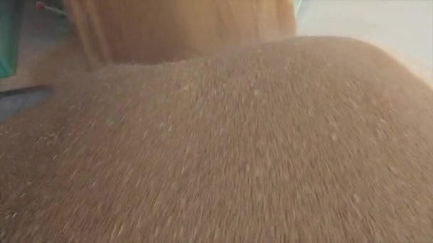 Close-up of wheat falling, loading wheat into a silo — Stock Video