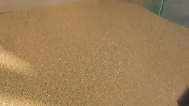 Le grain est déchargé du camion pour être stocké dans l'ascenseur — Video