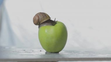 Bir salyangoz elmanın üzerinde sürünüyor. Yeşil elmalı salyangoz. Elmanın üstünde salyangoz..