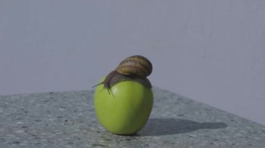 Elmalı sümüklü böcek. Bir salyangoz elmanın üzerinde sürünüyor. Yeşil elma üzerinde salyangoz