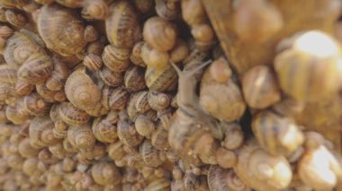 Salyangoz çiftliği. Salyangoz yetiştirme süreci. Çiftlikte bir sürü salyangoz var. Çiftlikteki salyangozlar