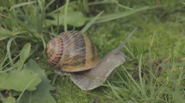 Çimlerde salyangoz. Helix Aspersa salyangozu çimlerin üzerinde. Çimenlerde güzel bir salyangoz