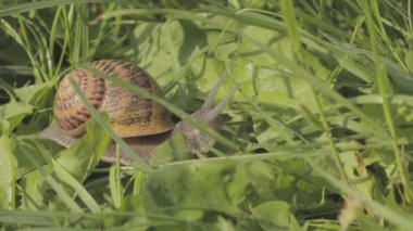 Bir salyangoz çimlerin üzerinde sürünüyor. Çimlerde salyangoz. Helix Aspersa salyangozu çimlerin üzerinde. Çimenlerde güzel bir salyangoz