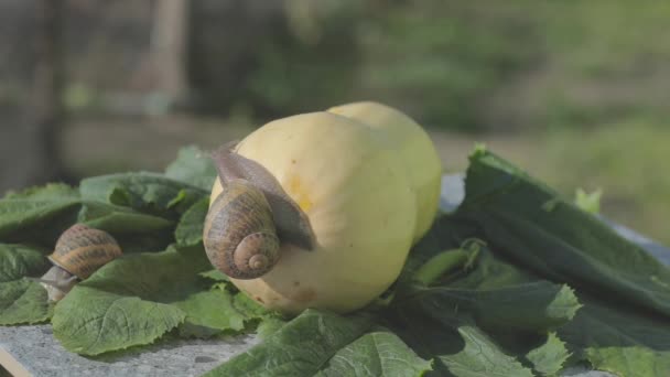 Farma ślimaków. Ślimak na zbliżeniu szpiku warzywnego. Ślimak w ogrodzie. Ślimak w środowisku naturalnym — Wideo stockowe