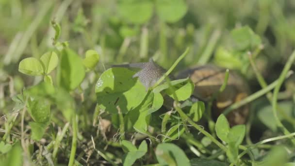 庭でカタツムリ。自然の生息地でカタツムリ。カタツムリ農場。草の中のカタツムリ。カタツムリの栽培 — ストック動画