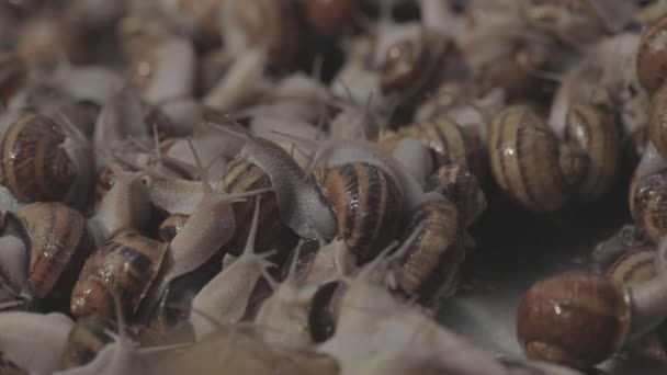 달팽이의 공업적 인 재배. 달팽이의 번식. 많은 달팽이들 이 농장에 있습니다. — 비디오