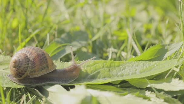 Een slak kruipt in het gras van dichtbij. Slak in het gras. Helix Aspersa slak in het gras close-up. Mooie slak in het gras close-up — Stockvideo